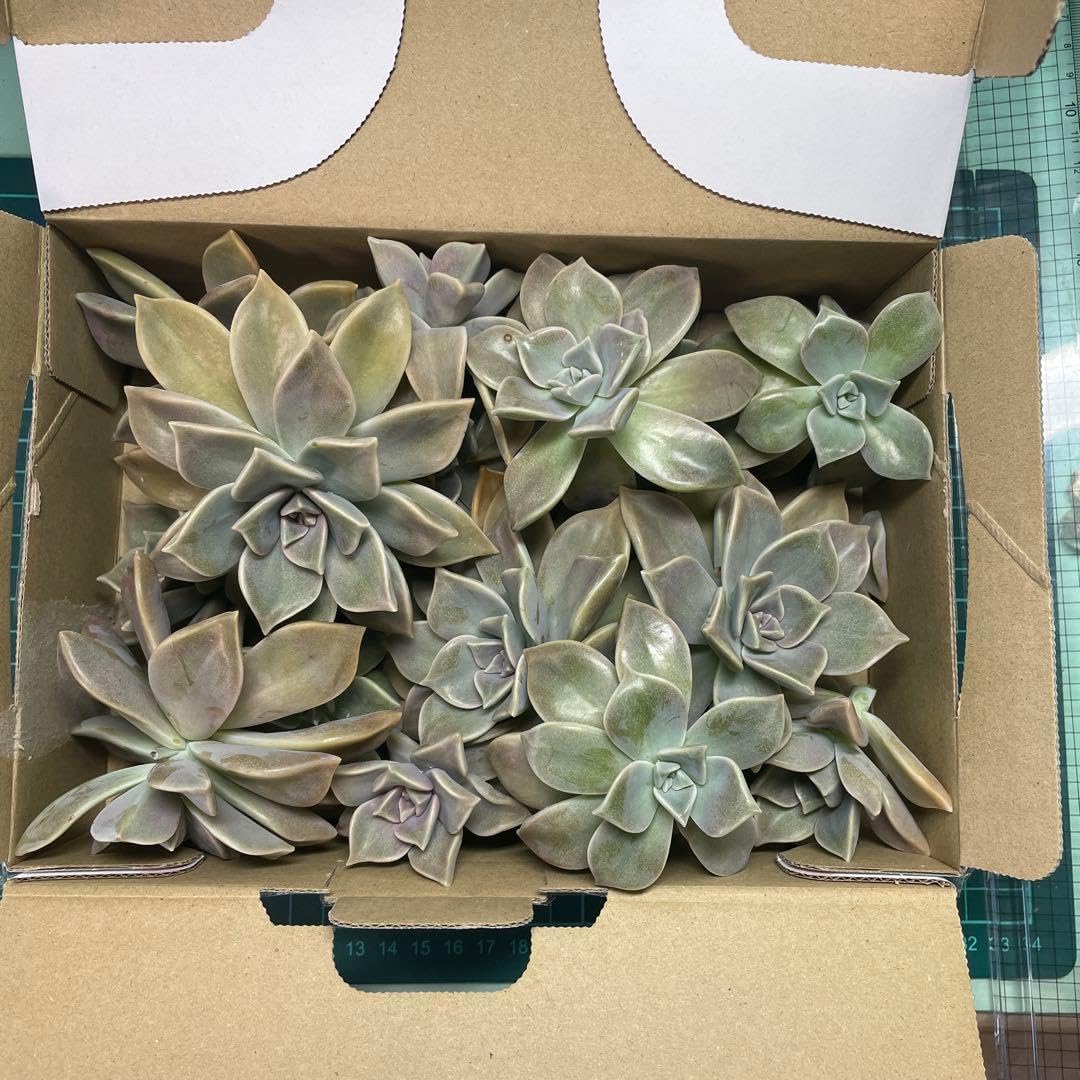 Amazon.co.jp: 多肉植物朧月大苗15カットセット : DIY・工具・ガーデン